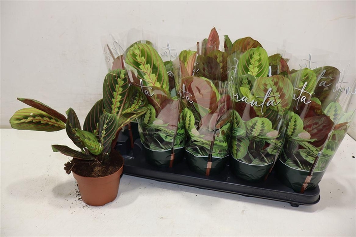 <h4>Maranta Fascinator</h4>