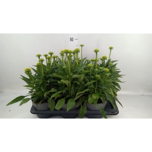 Echinacea  'Sombrero Lemon Yellow'
