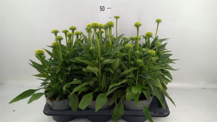 <h4>Echinacea  'Sombrero Lemon Yellow'</h4>