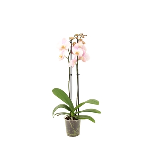 Phal Licht Roze 2T14+