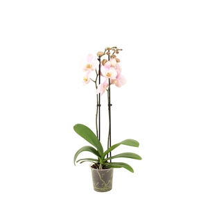 Phal Licht Roze 2T14+