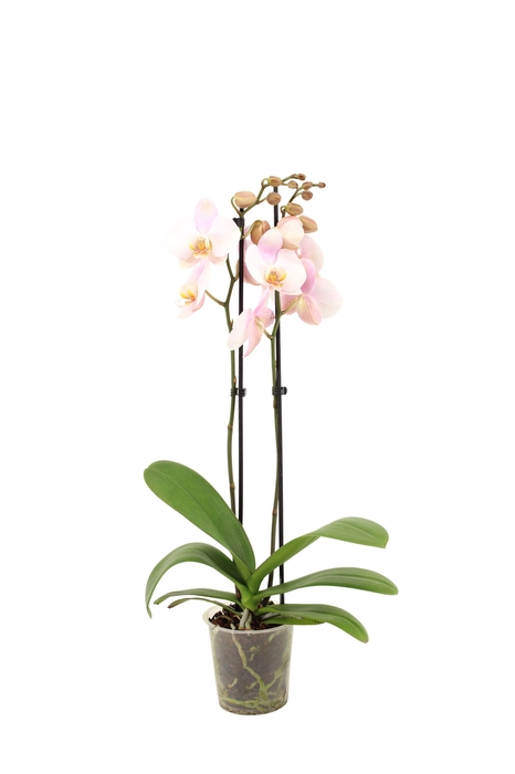 <h4>Phal Licht Roze 2T14+</h4>