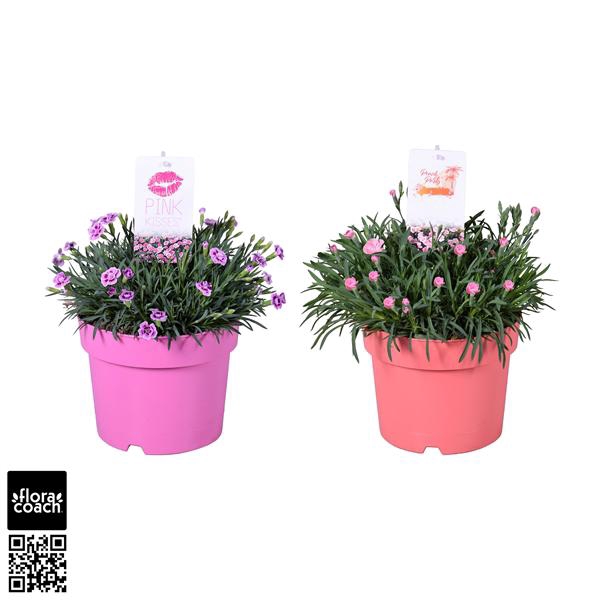 <h4>Dianthus Mix</h4>