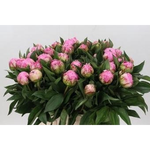 Paeonia Dr Alexander Fleming
