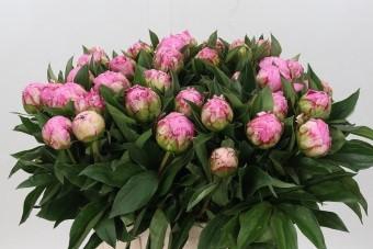 <h4>Paeonia Dr Alexander Fleming</h4>