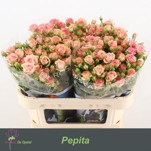 R tr Pepita