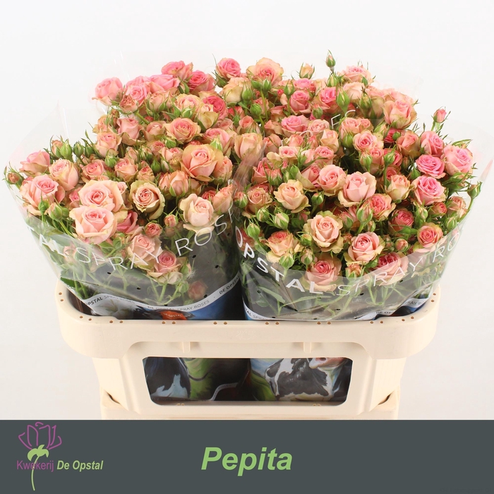 <h4>R tr Pepita</h4>