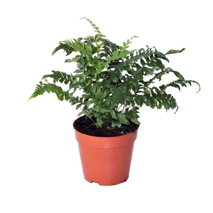 <h4>Polypodium Vulgare (Winterhard)</h4>