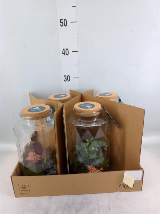 <h4>Arr.    Planten  L%</h4>