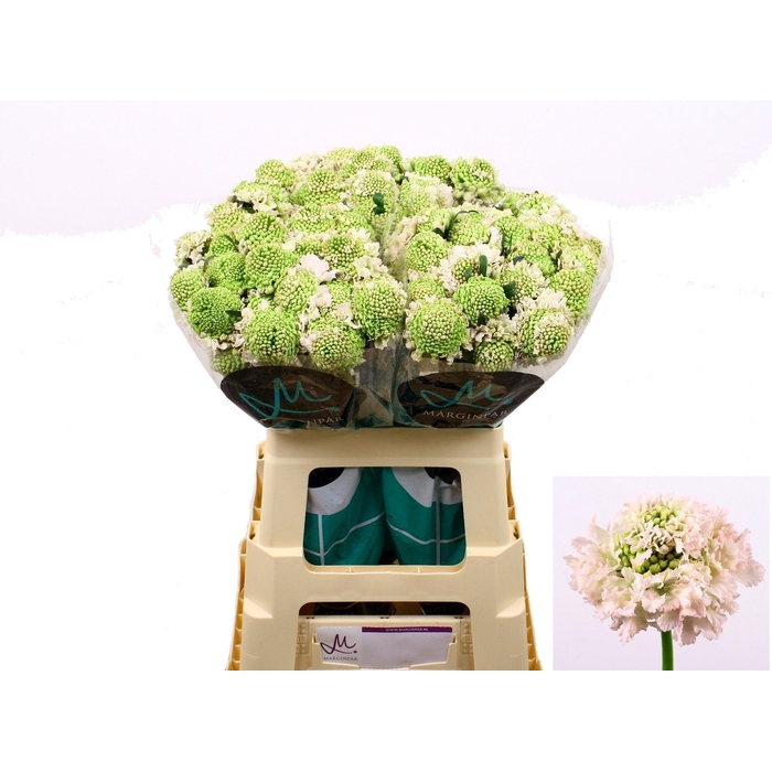 <h4>SCAB AT F VA B SCOOP</h4>