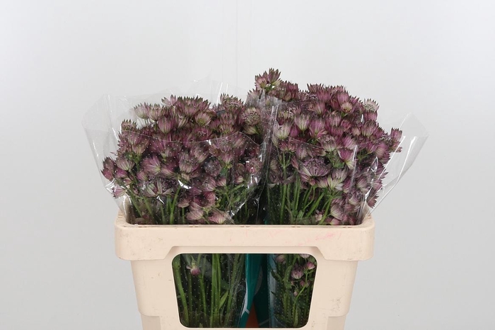 <h4>Astrantia Star Of Africa</h4>