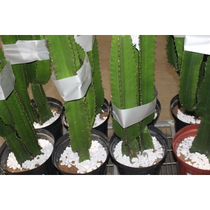 CACTUS EUPHORBIA MANDACARU P30