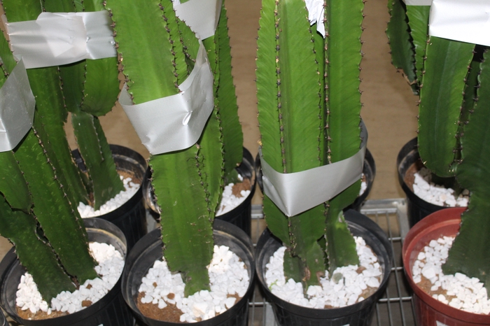 <h4>CACTUS EUPHORBIA MANDACARU P30</h4>