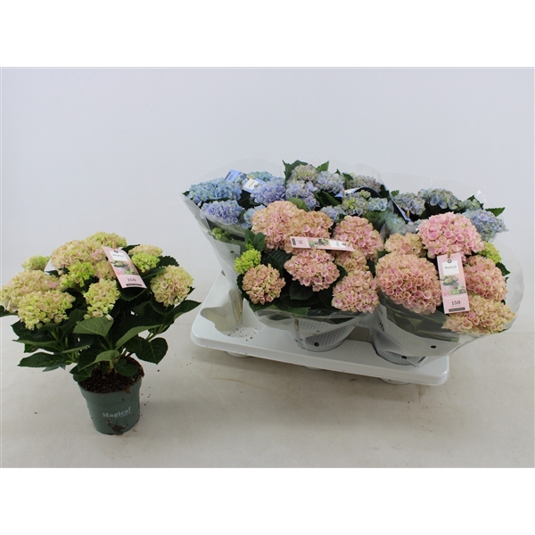 <h4>Hydrangea macr. Magical Revolution 12 cm Mix 5-6 Bloem</h4>