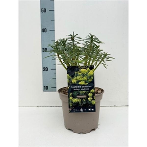 Euphorbia characias wulfenii C2