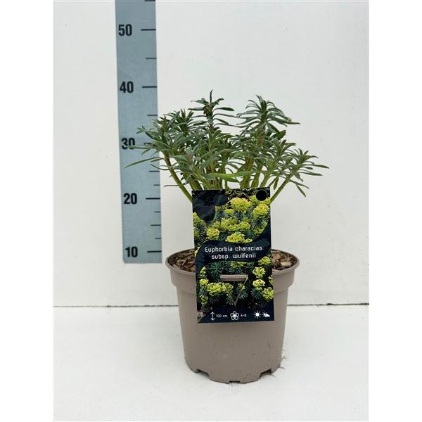 <h4>Euphorbia characias wulfenii C2</h4>