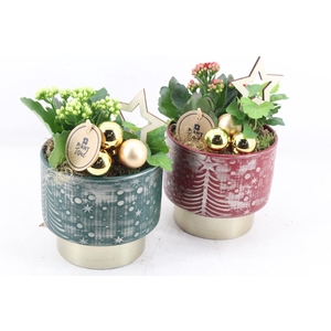 arr2 PL - Ker. kerst pot mix x6 - rood/wit