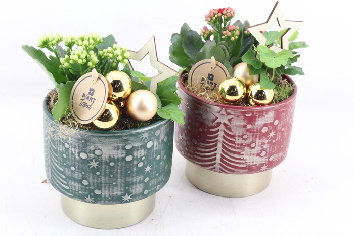 <h4>arr2 PL - Ker. kerst pot mix x6 - rood/wit</h4>