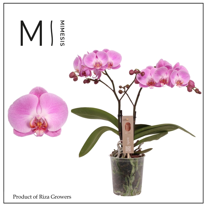 <h4>Phalaenopsis Spirit Pink 2 spike - 12cm | Mimesis</h4>