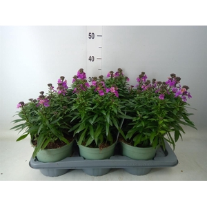 Erysimum  'Leya Purple Glow'