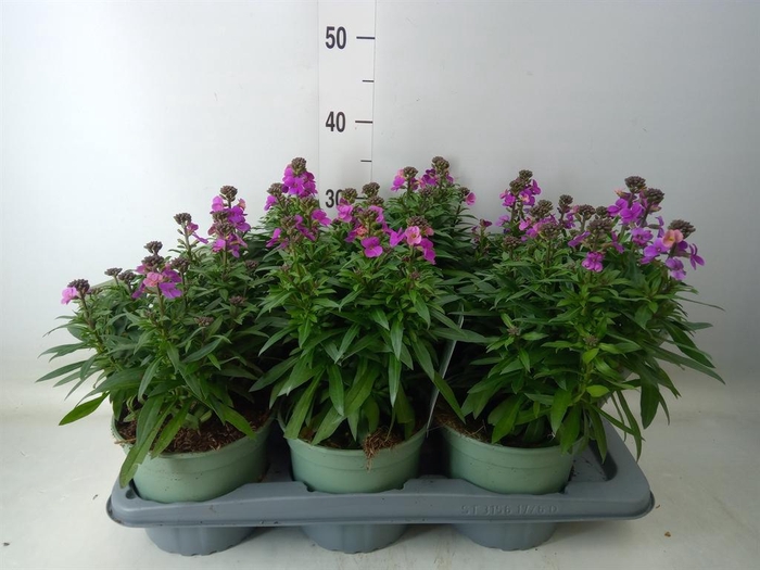 <h4>Erysimum  'Leya Purple Glow'</h4>