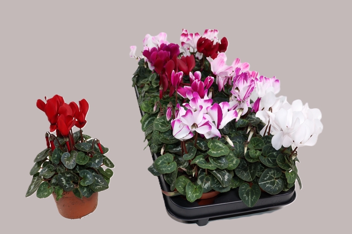 <h4>CYCL MD SUP ALLURE</h4>