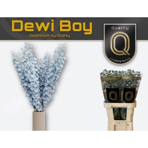 DELPH DU DEWI BOY 80CM X40