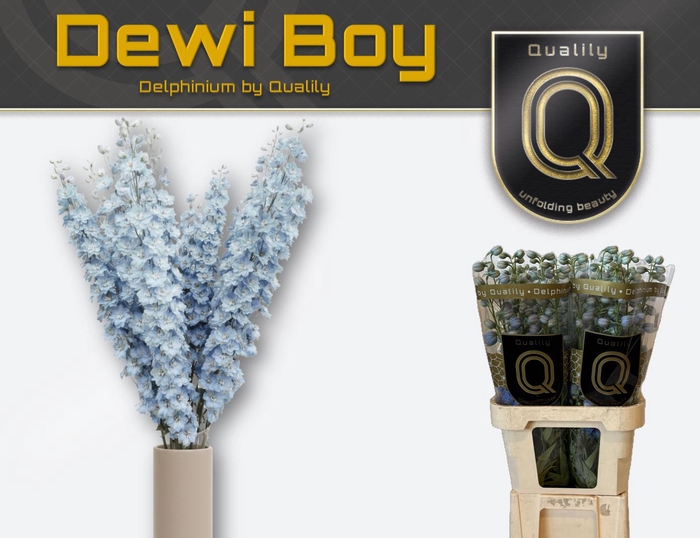 <h4>DELPH DU DEWI BOY 80CM X40</h4>