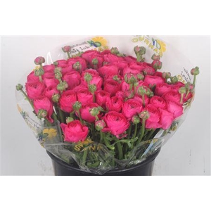 Ran.. Su Spotlight Extra X50