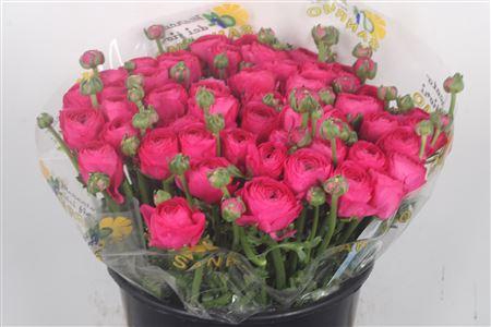 <h4>Ran... Su Ciclamino Super</h4>