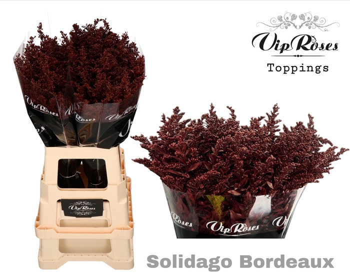 SOLIDAGO BORDEAUX