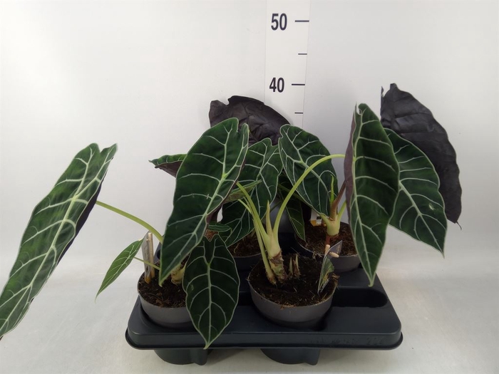 <h4>Alocasia   ...</h4>