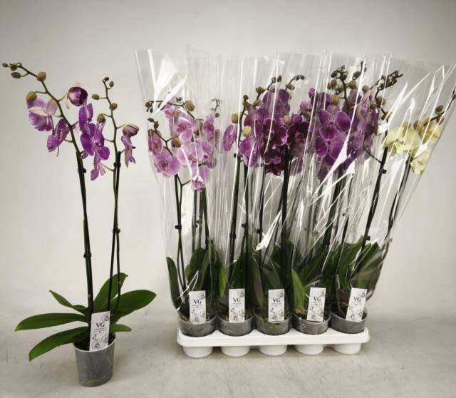 <h4>PHAL GEM</h4>