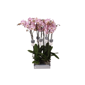 Phalaenopsis Spotted World, 2-spike 18+
