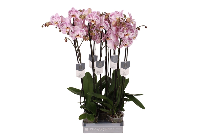 <h4>Phalaenopsis Spotted World, 2-spike 18+</h4>