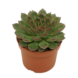 Echeveria skat 10,5 cm