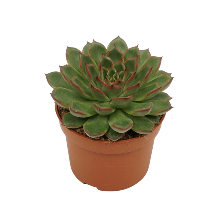 <h4>Echeveria skat 10,5 cm</h4>