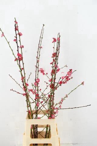 PRUNUS MELRED VERTAKT 100CM