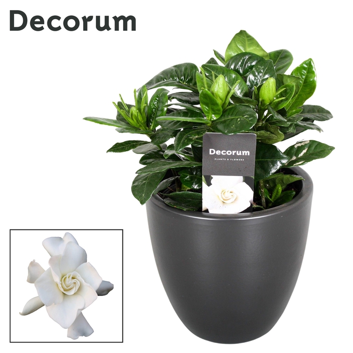 <h4>Gardenia 9 cm Julia Antraciet</h4>