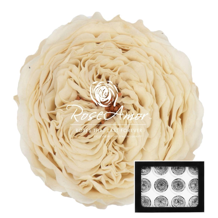 <h4>Amelia Whi04</h4>