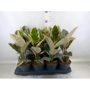 Ficus elastica 'Tineke'