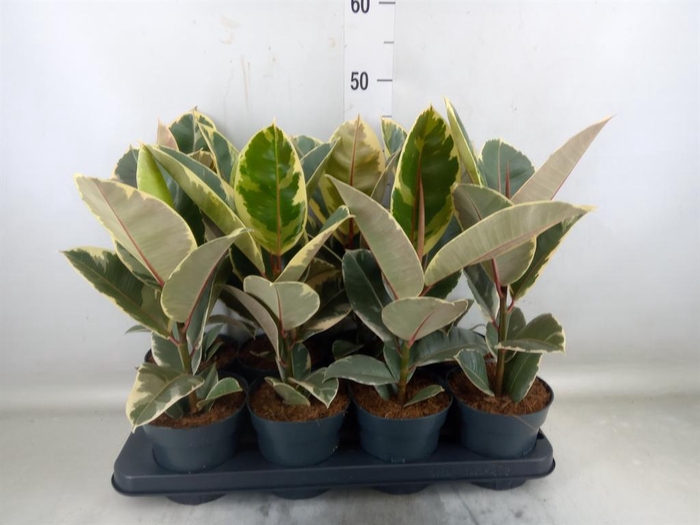 <h4>Ficus elastica 'Tineke'</h4>