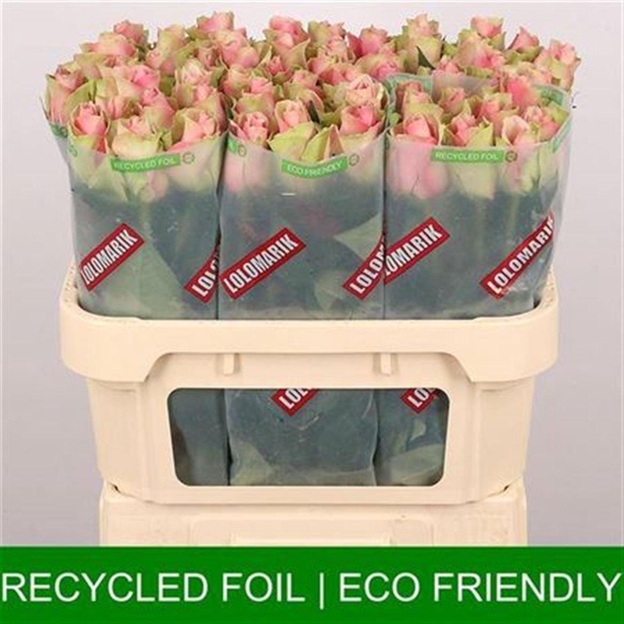 <h4>R Gr Belle Rose</h4>