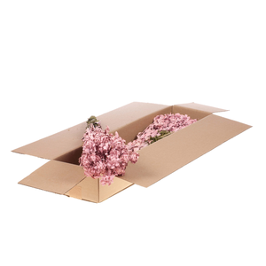 Bidens (carthamus) Sb Pink Misty