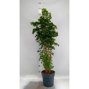 Polyscias  'Roble'