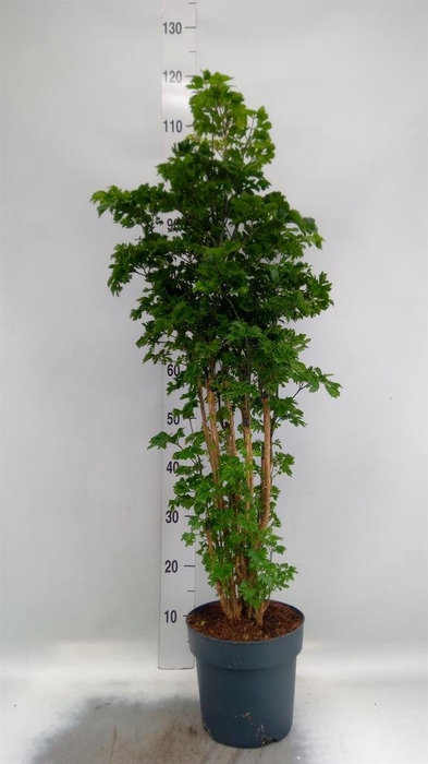 <h4>Polyscias  'Roble'</h4>