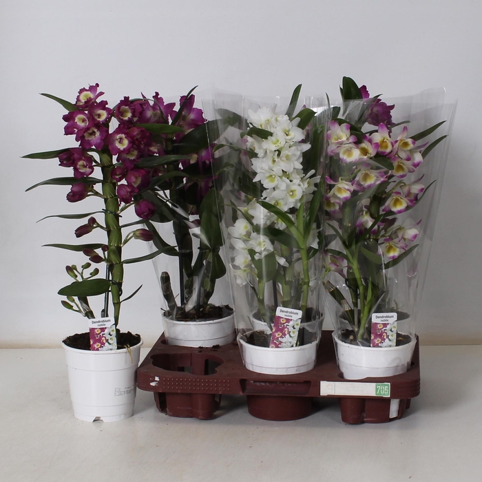 <h4>DENDR N GEM</h4>