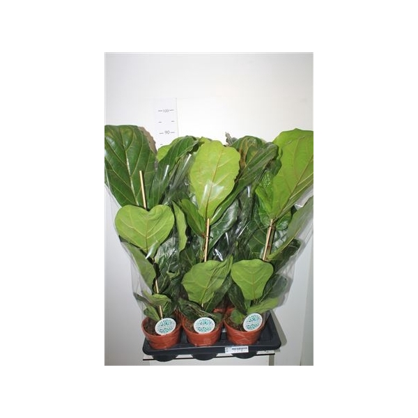 <h4>Ficus Lyrata</h4>