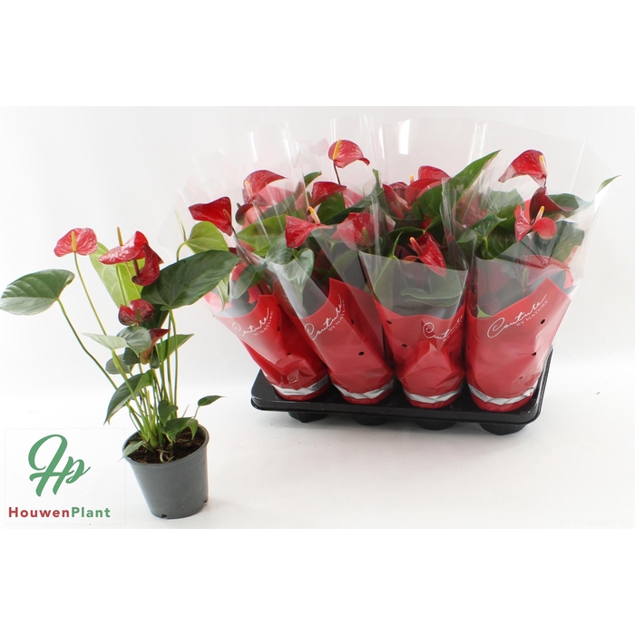 <h4>ANTHU AN RED BULL</h4>