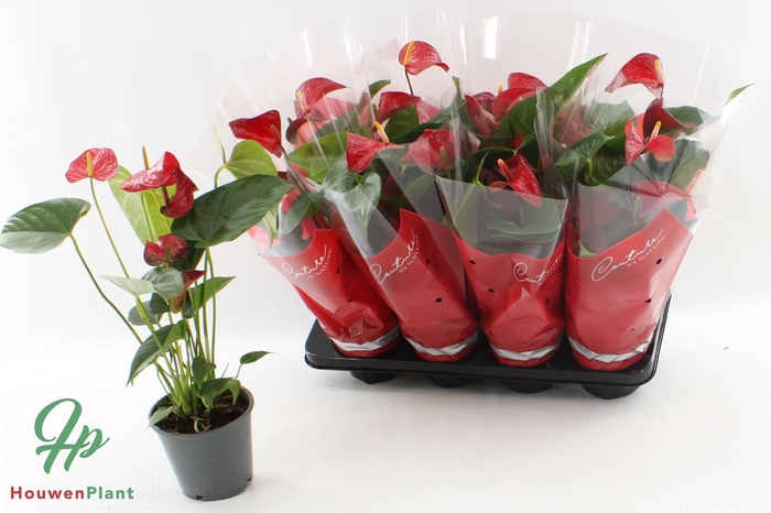 <h4>Anthu An Red Bull</h4>